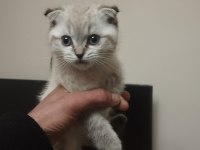 2 aylık kedimiz sütten kesildi