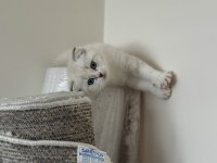 Scottish Fold Boncuğumuza Yuva Arıyoruz