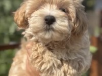 Oyun arkadaşı maltipoo köpeklerimiz