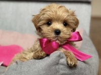 Büyümeyen Maltipoo Bebekler