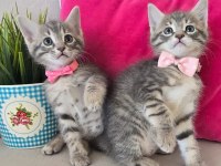 Ücretsiz ikiz dişi kedimiz