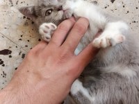 70 Günlük 2 Erkek Kardeş Kedimiz Uyguna