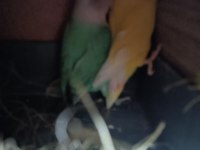 Hobiciden Yavru Alınmış Sevda Papağanı Takımlar