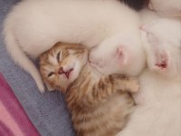 British shorthair kırma