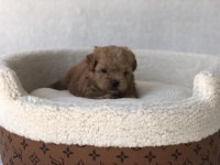 Maltipoo A Kalite Yavrular
