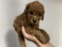 Safkan toy poodle yavrularımız