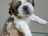 Irk Garantili Sevimli Shih Tzu Yavrular