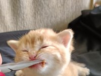 Yuvaya Değil, Bir Kalbe Misafir Olacak Golden Erkek British Yavru Rezervasyona Açıldı