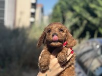 Toy poodle yavrularımız yuvalarını arıyor