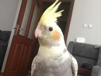 6 aylık erkek sultan papağanı