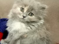 British Yavru Kediler