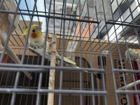 Takım Sultan Papağanı