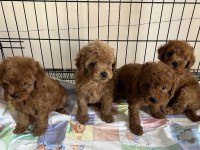Toy Poodle Bebekleri
