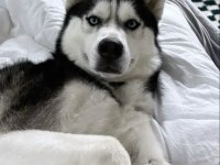 Mavi boncuk husky kimdeyse benim gönlüm ondadır