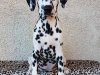 Irk Garantili Dalmaçyalı Yavruları