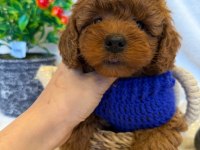 Red brown toy poodle yavrular