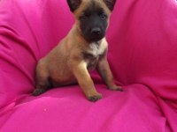Belçika malinois yavruları
