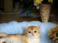 Show Kalite British Shorthair Golden Bebekler