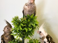 35 Günlük Yavru Bebek Sultan Papağanları A Kalite Wf