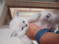 Orjinal British Yavrularımız