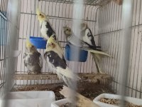 Yeme düşmüş yavru sultan papağanları