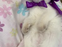 Oyuncu Ve Kaliteli British Shorthair Yavrular