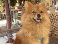 Tilki Suratlı Pomeranian