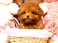 Toy Poodle Yavrularım (Ücretsiz Değildir)