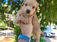 Sevimli maltipoo yavrularımız için ulaşın