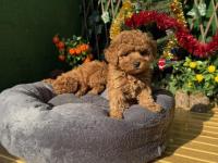 Toy Poodle Köpeği Yavrularımız