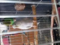 Genç Dişi Muhabbet Kuşu