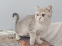Teslime Hazır British Shorthair Yavrular