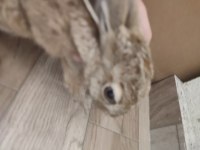 Hayatınızda Gördüğünüz En Tatlı Ve Hızlı Tavşan