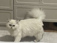 6 Aylık British Longhair Yavrumuz Sahiplendirilecektir