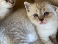 British Shorthair Yavrular Yeni Yuvayı Bekliyor!