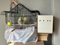 Sultan papağanlarım kafes ve malzemeler