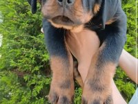 Şampiyon Rottweiler Köpeği Yavrularımız
