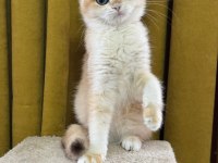 Safkan British Bebeklerim Yuvalarına Gitmeyi Bekliyor