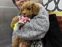 3 Aylık Toy Poodle