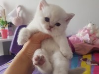White british shorthair