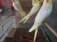Balıkesir yavru ve yetişkin ev üretimi sultan papağanı