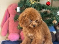 Mini Teddy Poodle