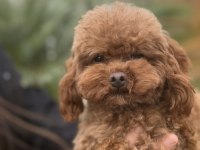 Özel T-Cup Dişi Poodle - Teddy Face 1,5 Kg