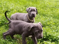 Cane Corso Erkek Yavrumuz