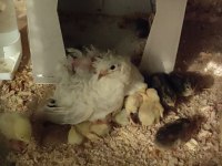 Minyatür Çin Bıldırcını Takım, Civciv, Yumurta