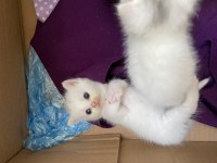 Cins Kedimiz British Shorthair