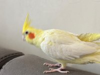 Dişi Sultan Papağanı Ve Kafesi