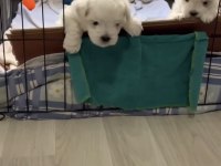 Maltese Terrier 0 Numara