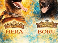 Şampiyon Malinois Yavruları Sağlık Ve Irk Garantili