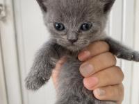 Yavru lokum gibi kediler